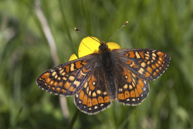 A brown butterfly with light brown and tan speckled wings sits on a bright yellow flower
