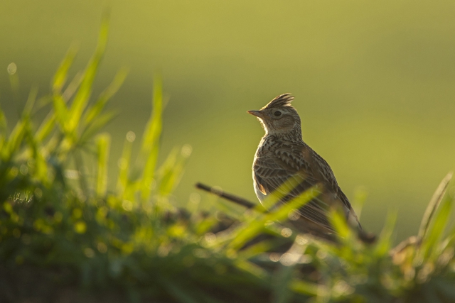 A speckled brown bird sits on sunlit grass