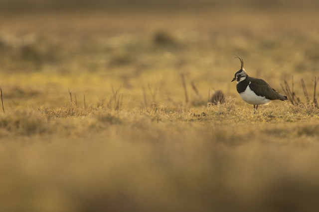 Lapwing standing on a light brown field