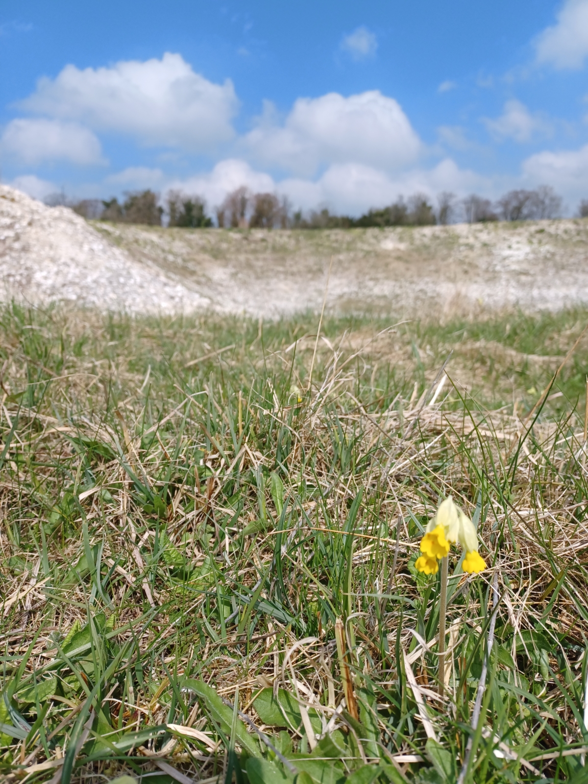 Cowslip in front of a large white, chalk bank