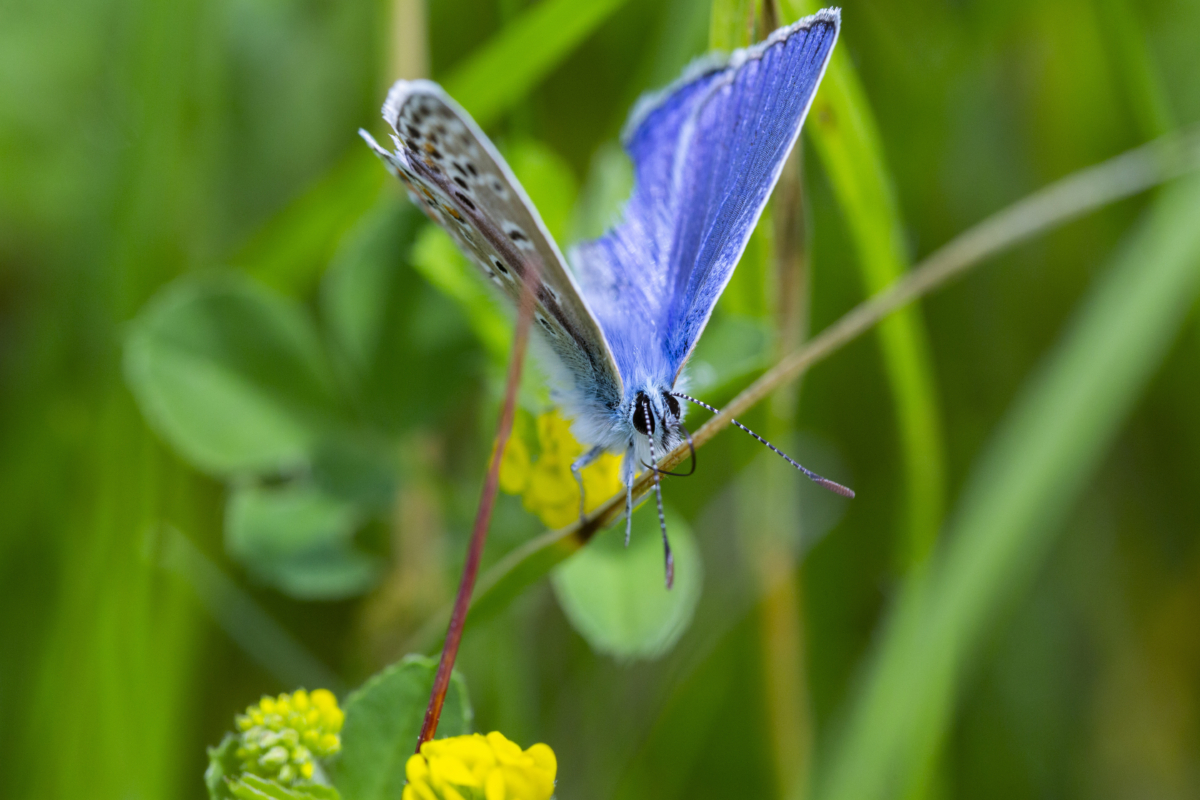 Bright blue butterfly with wings partly open with a green background