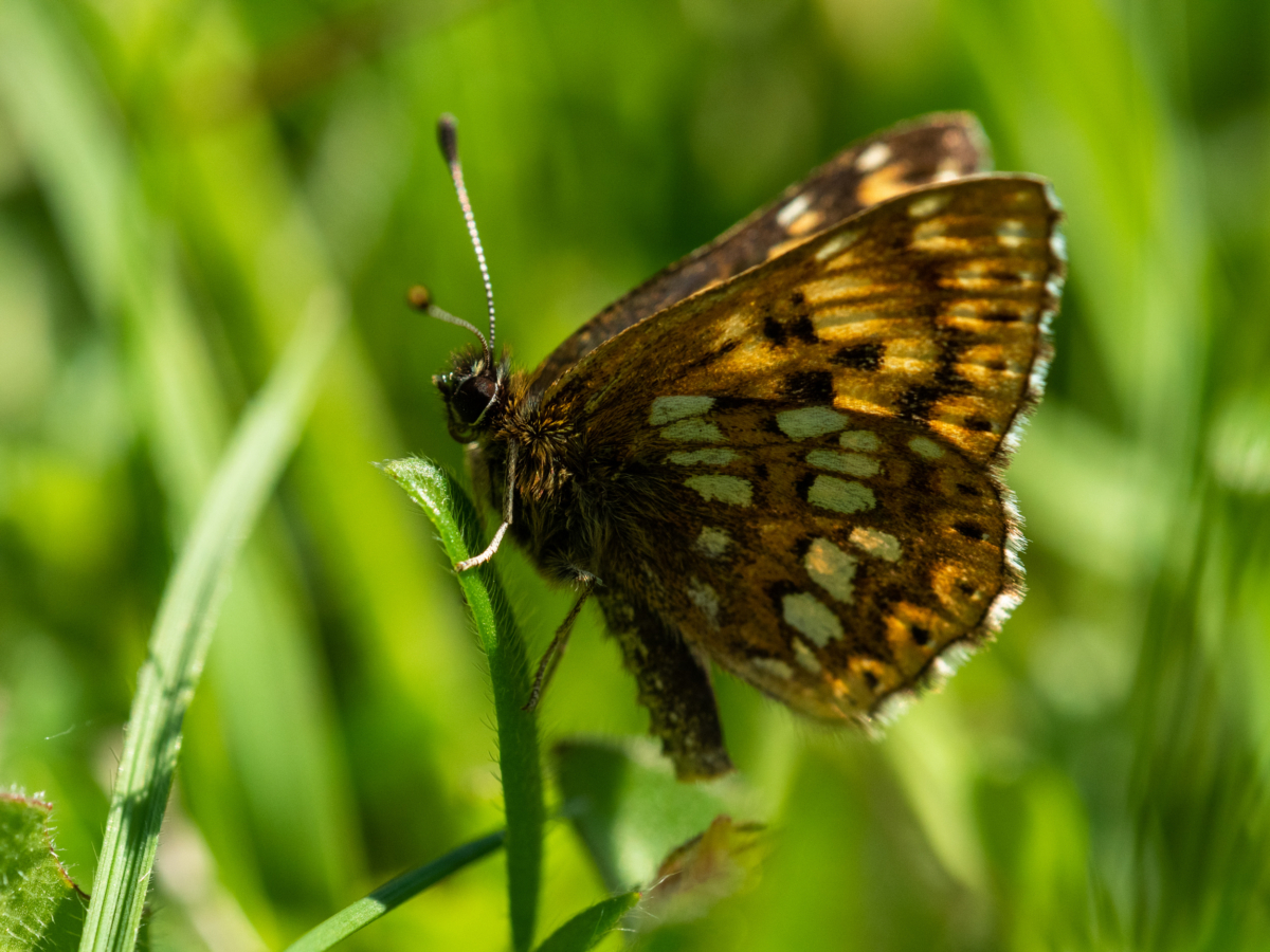 Brown butterfly with white markings resting on a green leaf