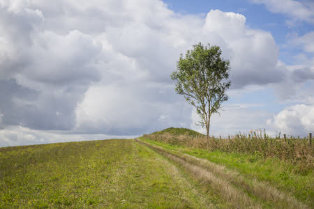Tree near a mound covered in bright green grasses